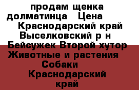 продам щенка долматинца › Цена ­ 5 000 - Краснодарский край, Выселковский р-н, Бейсужек Второй хутор Животные и растения » Собаки   . Краснодарский край